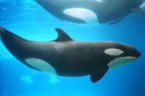 Killer-whale-300x199.jpg