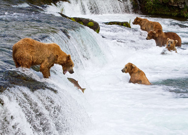 bears-salmon_.jpg