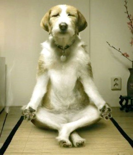 yoga-dog.jpg