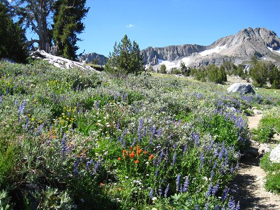 Winnemucca_Flower.jpg