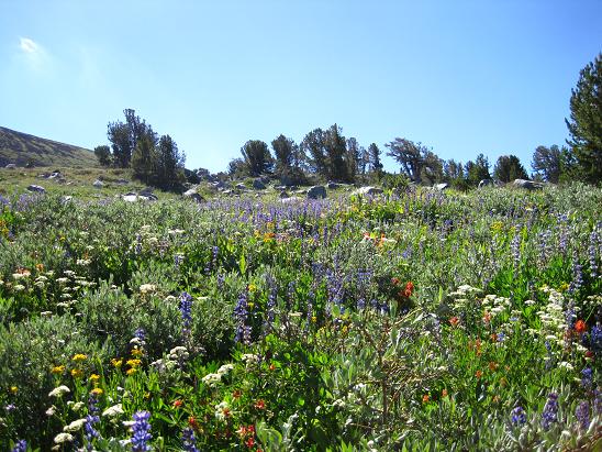 Winnemucca_Flower2.jpg