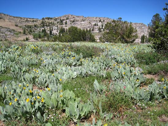 Winnemucca_Flower_3.jpg