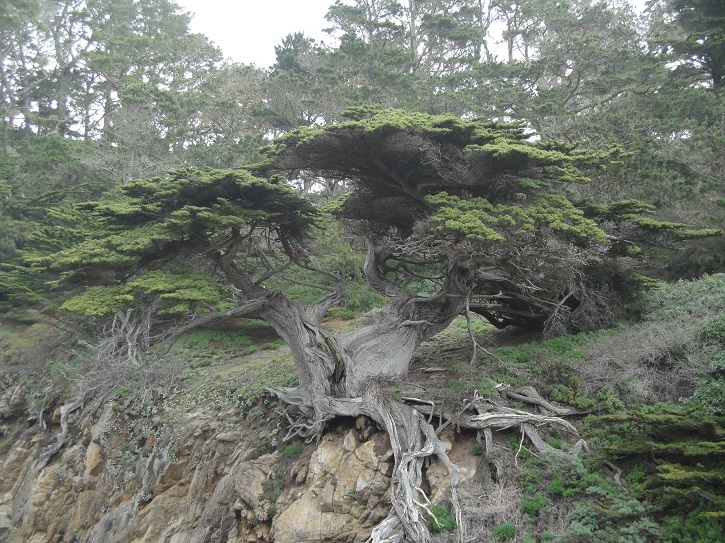 Point Lobos 04.jpg