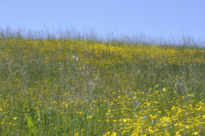 Russian Ridge 014.JPG