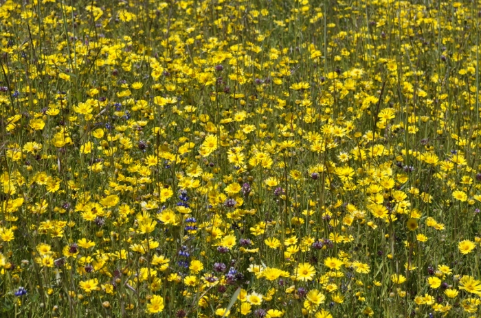 Russian Ridge 015.JPG