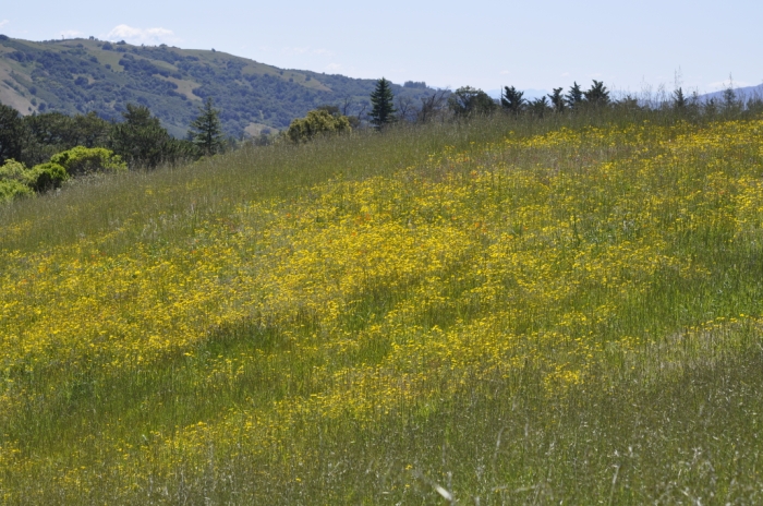 Russian Ridge 017.JPG