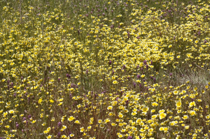 Russian Ridge 022.JPG