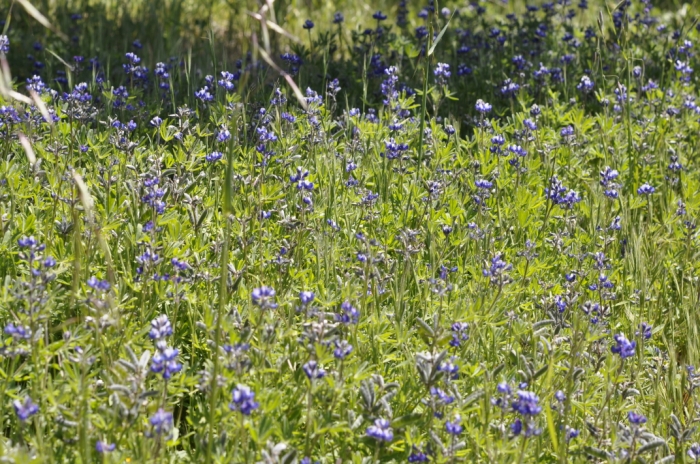 Russian Ridge 037.JPG