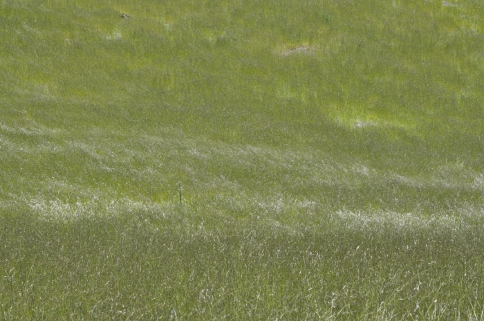 Russian Ridge 048.JPG