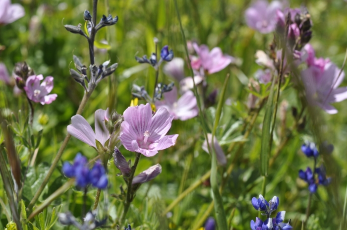 Russian Ridge 059.JPG