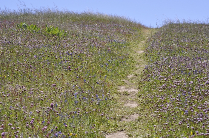 Russian Ridge 065.JPG