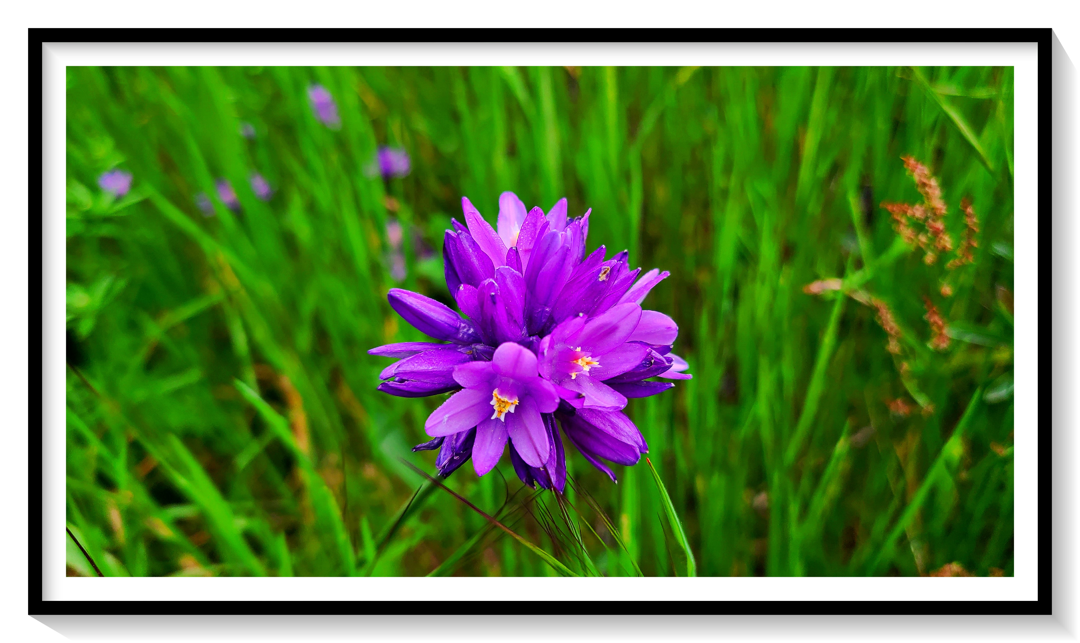 Garrapata Flower 3.jpg