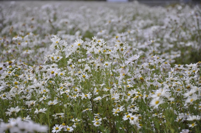 Korea, 2009 204.JPG