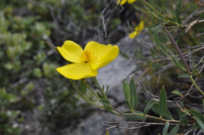 Big Basin 089.JPG