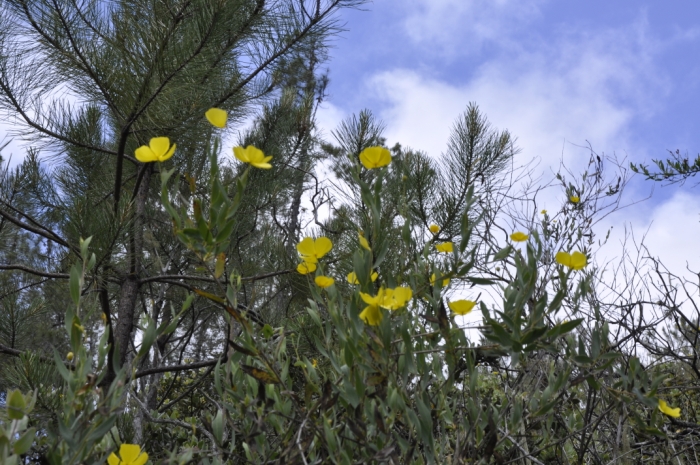 Big Basin 092.JPG