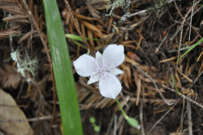 Big Basin 093.JPG