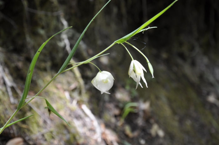 Big Basin 097.JPG